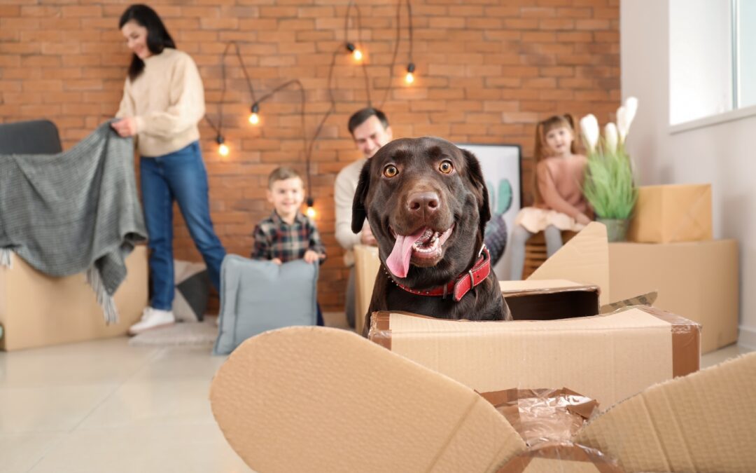 Pet-Friendly Moving in Boston: A Comprehensive Guide